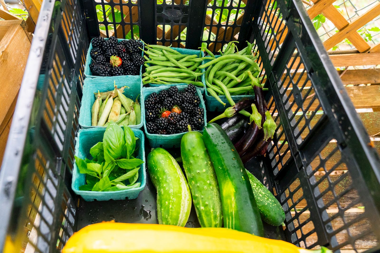 volunteer-delaware-plenty-pantry-distribution